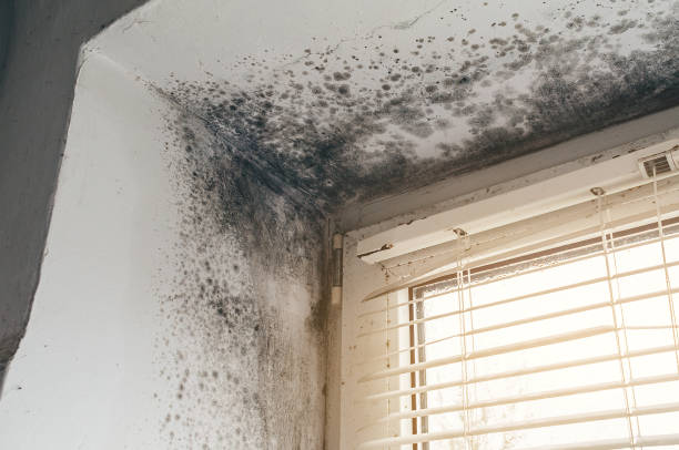 Affordable Mold Removal solutions in Hudson, IL